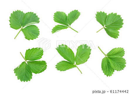 Strawberry leaves isolated on white background. Set or collection 61174442