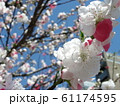 紅白花桃 61174595