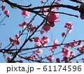 紅白花桃 61174596