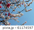 紅白花桃 61174597