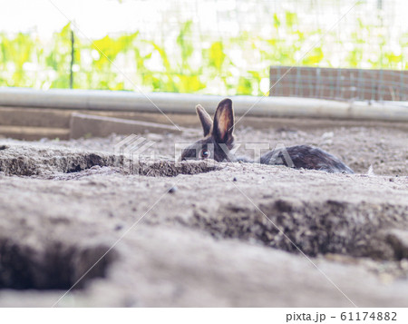 うさぎ 穴の向こうの黒い子ウサギの写真素材