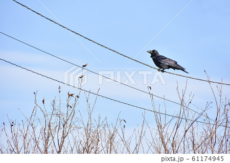 ハシブトガラス（嘴太鴉） 61174945