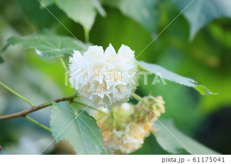 ドンベアの花 61175041