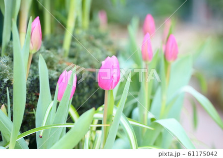 チューリップの花 チューリップの花 61175042
