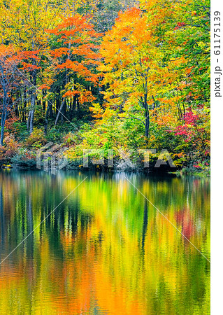 妙高・仙人池の紅葉 61175139