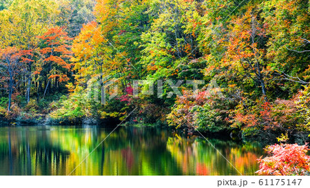 妙高・仙人池の紅葉 妙高・仙人池の紅葉 61175147