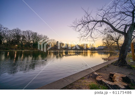 石神井池の夕暮れ 61175486