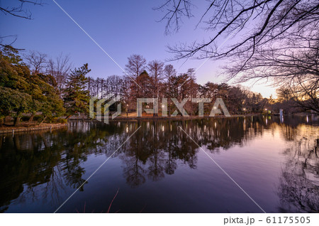 石神井池の夕暮れ 61175505
