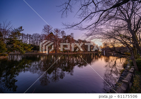 石神井池の夕暮れ 61175506