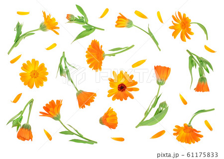 Calendula. Marigold flower isolated on white background. Top view. Flat lay pattern Calendula. Marigold flower isolated on white background. Top view. Flat lay pattern 61175833