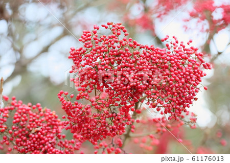ガマズミの実 61176013