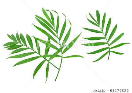 Green leaves of palm tree isolated on white background with clipping path 61176326
