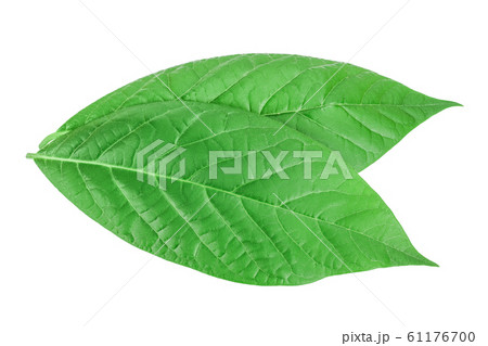fresh avocado leaves isolated on white background 61176700