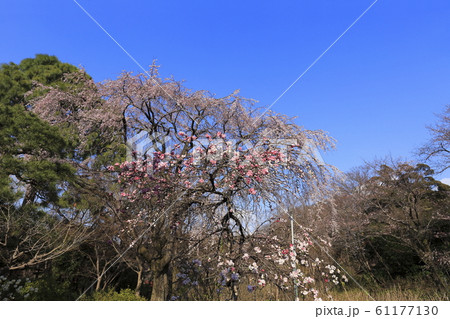 枝垂桜の大木と源平枝垂れ桃 枝垂桜の大木と源平枝垂れ桃 61177130