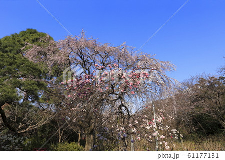 枝垂桜の大木と源平枝垂れ桃 枝垂桜の大木と源平枝垂れ桃 61177131