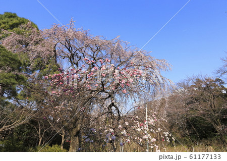 枝垂桜の大木と源平枝垂れ桃　　 61177133