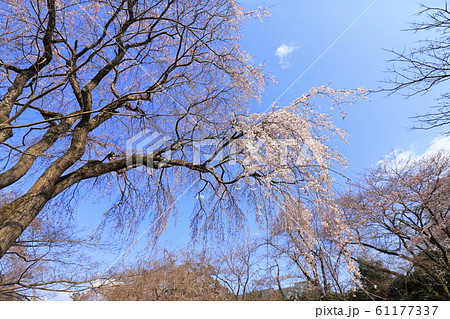 枝垂桜の大木 枝垂桜の大木 61177337