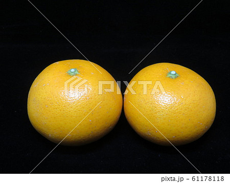 津の望（みかん、黒バック） 61178118