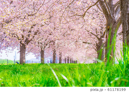 千曲川桜堤 八重桜 桜並木 【長野県】 千曲川桜堤 八重桜 桜並木 【長野県】 61178199