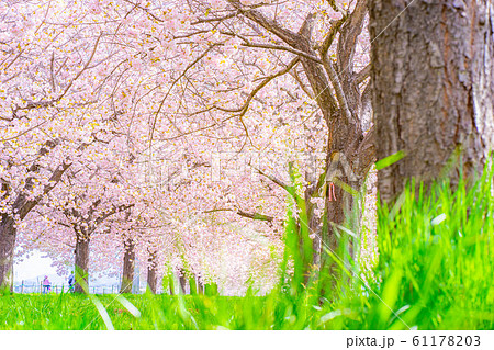 千曲川桜堤　八重桜　桜並木　【長野県】 61178203