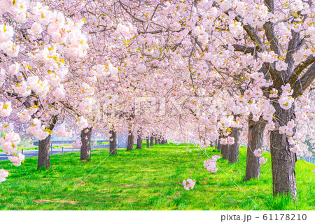 千曲川桜堤　八重桜　桜並木　【長野県】 61178210