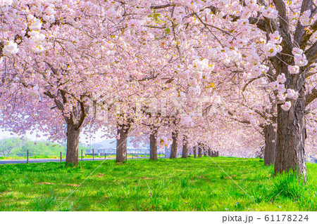 千曲川桜堤　八重桜　桜並木　【長野県】 61178224