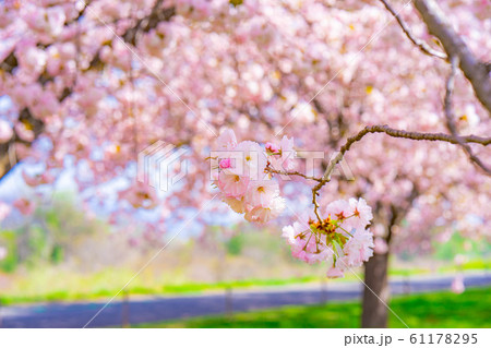 千曲川桜堤　八重桜　桜並木　【長野県】 61178295