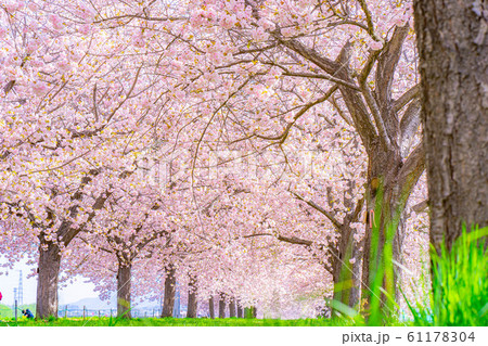 千曲川桜堤　八重桜　桜並木　【長野県】 61178304