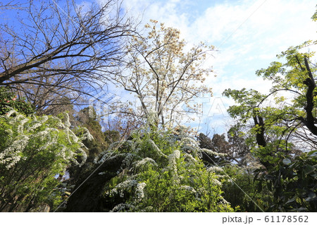 春の風景　　 61178562