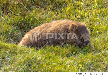 Common wombat - Cradle Mountain 61179212