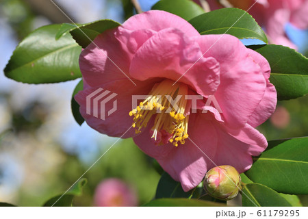 ハルサザンカ（笑顔） 61179295