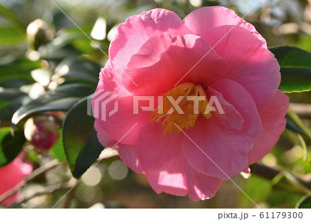 ハルサザンカ（笑顔） 61179300