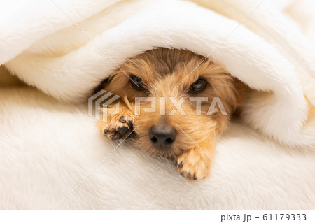 毛布に包まるノーフォークテリア犬 毛布に包まるノーフォークテリア犬 61179333