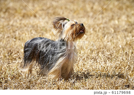 Yorkshire terrier 61179698