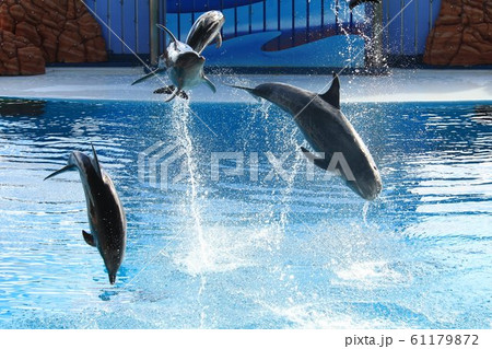 和歌山　アドベンチャーワールド　イルカショー 61179872