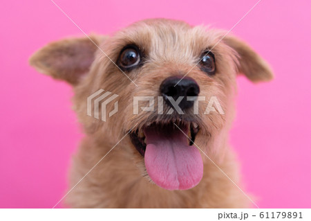 ノーフォークテリア犬（ピンク背景） 61179891