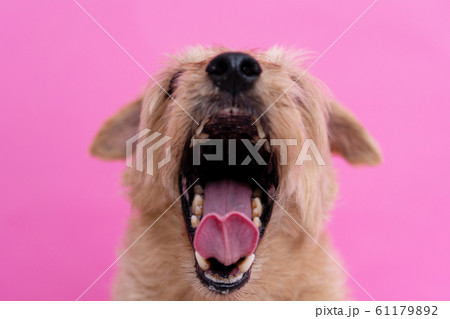 口を開けるノーフォークテリア犬（ピンク背景） 61179892