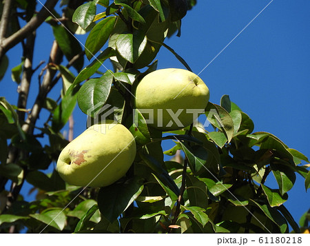 カリン（花梨）の果実 61180218