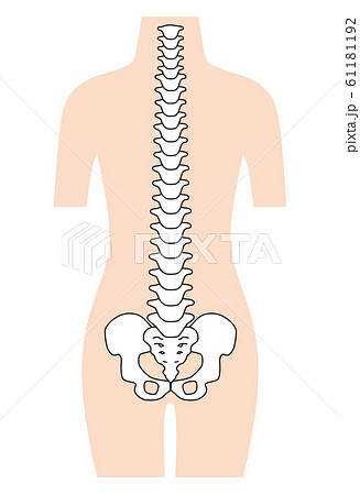 まっすぐな背骨 脊椎側弯症のイラスト素材