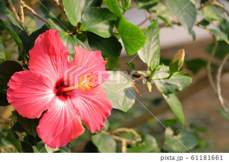 南国の花ハイビスカス 南国の花ハイビスカス 61181661