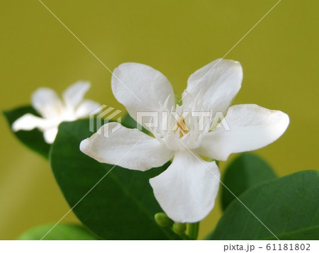 春から秋の花 白色のセイロンライティアの写真素材