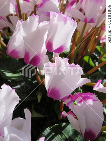 冬の花 白色とピンク色の縁どりのシクラメンの写真素材