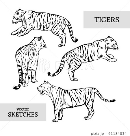 Tigers wild cat vector set. White Bengal Tiger Animals Icons 61184034