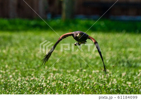 Harris's hawk, Parabuteo unicinctus, bay-winged hawk or dusky hawk 61184099