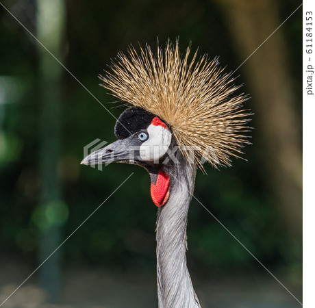 Black Crowned Crane, Balearica pavonina in the zoo 61184153