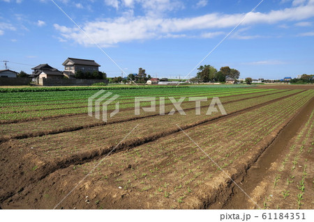 秋のほうれん草畑風景 61184351