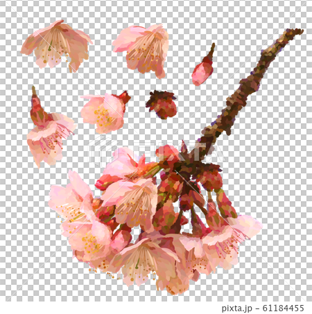 熱海桜のイラスト素材 熱海桜のイラスト素材