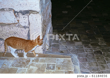 Adorable spotted cat walking on street 61184656