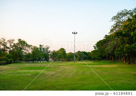 Green park sunset with meadow and tree Green park sunset with meadow and tree 61184891