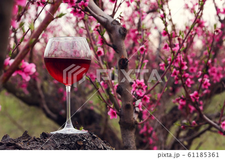 Wineglass with red wine at the peach tree garden Wineglass with red wine at the peach tree garden 61185361